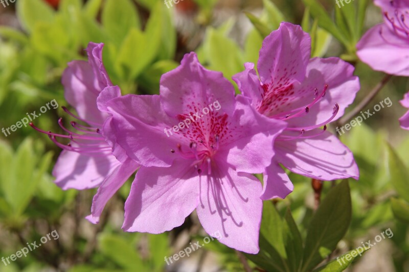 Azalea Azalea Flowers Spring Nature Plants