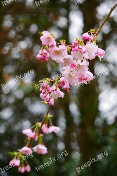 Flowers Bloom Nature Spring Spring Flower