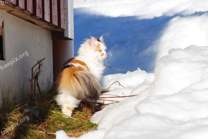 Cat Cat In Snow White Cat On The Lam Winter Cat