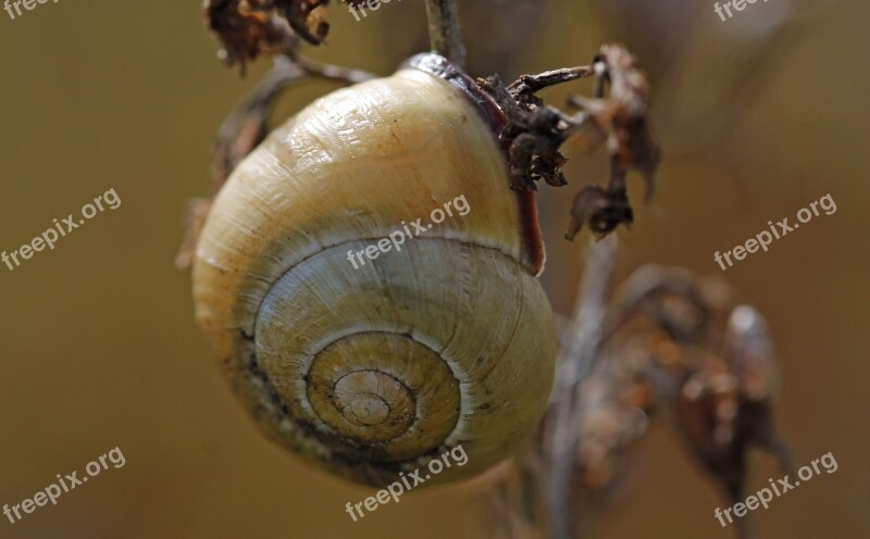 Snail Brown Bush Slowly Crawl