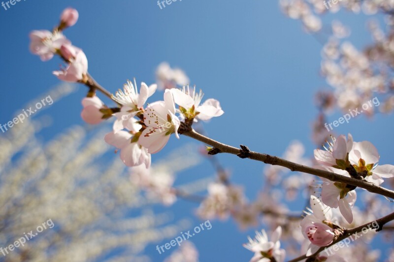 Peach Blossom Spring Small Fresh Free Photos