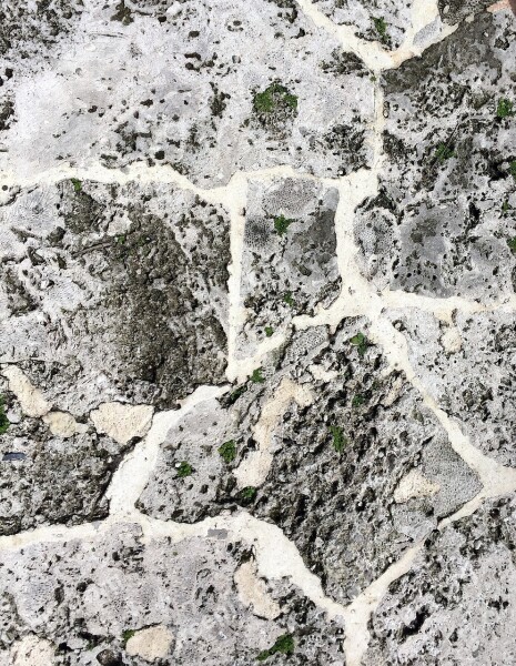 Coquina Shell Limestone Rocks Natural