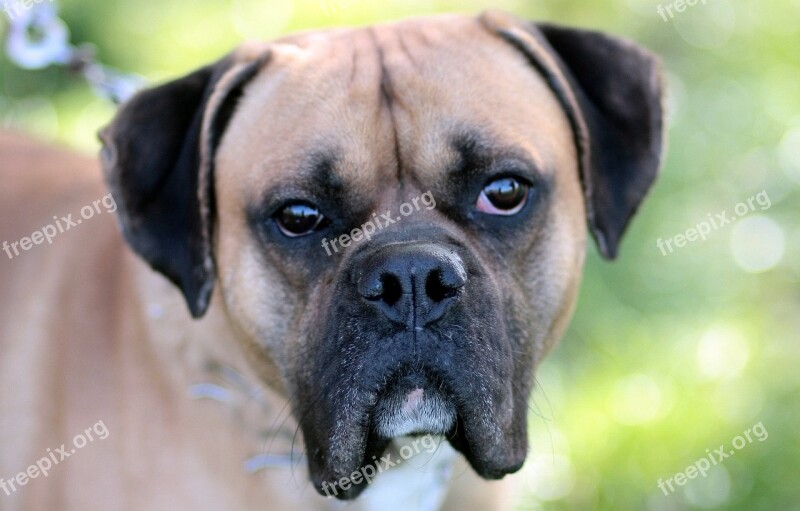 Dog Boxer Brown Bot Portrait