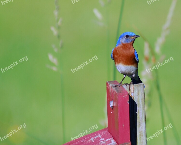 Male Blue Bird Blue Bird Bird Birding Free Photos