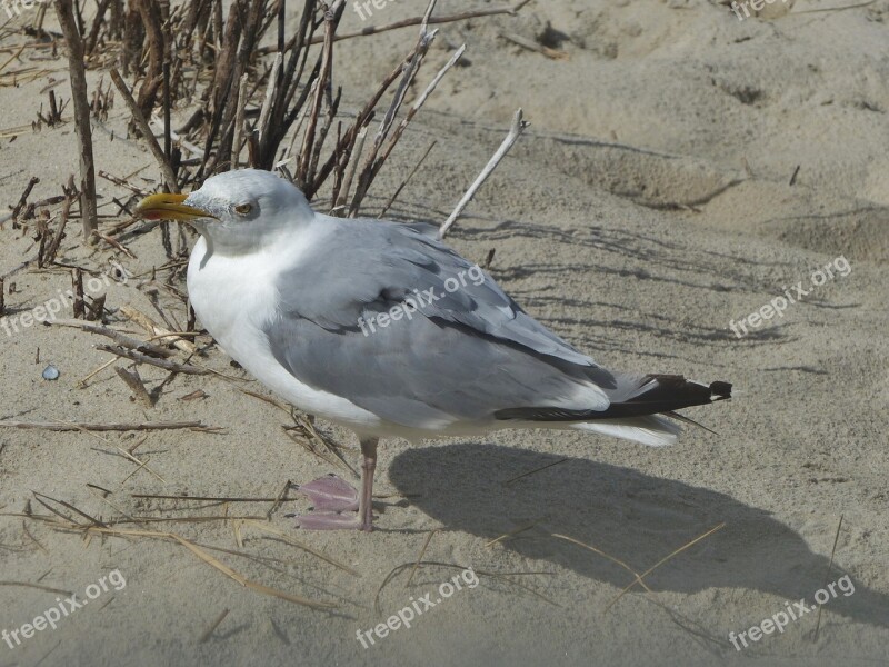 Seagull Sand Bird Beach Sand Beach