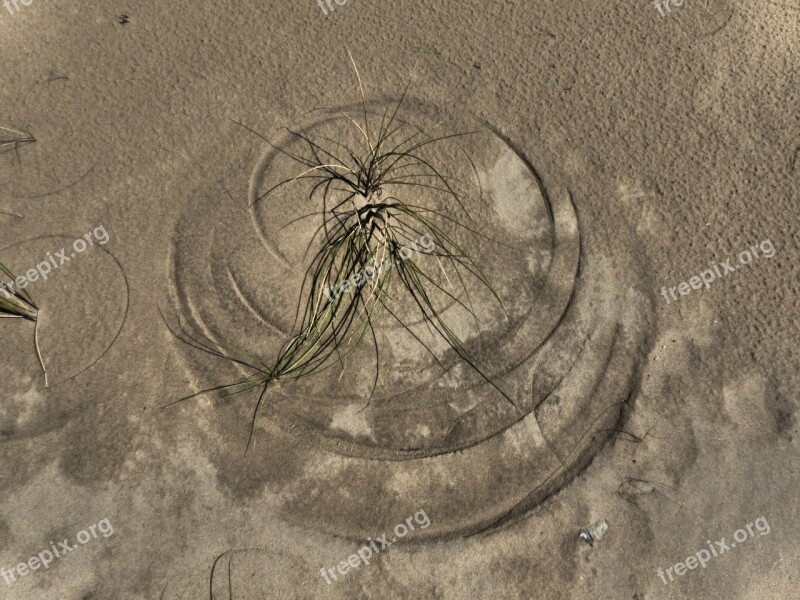 Sand Beach Blade Of Grass Wind Image Circles In The Sand