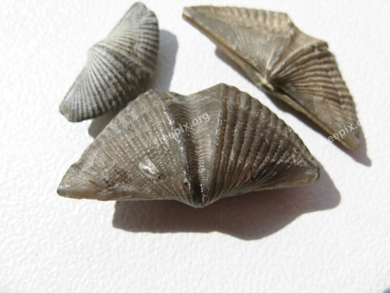 Brachiopods Mussels Brachiopoda Fossils Extinct