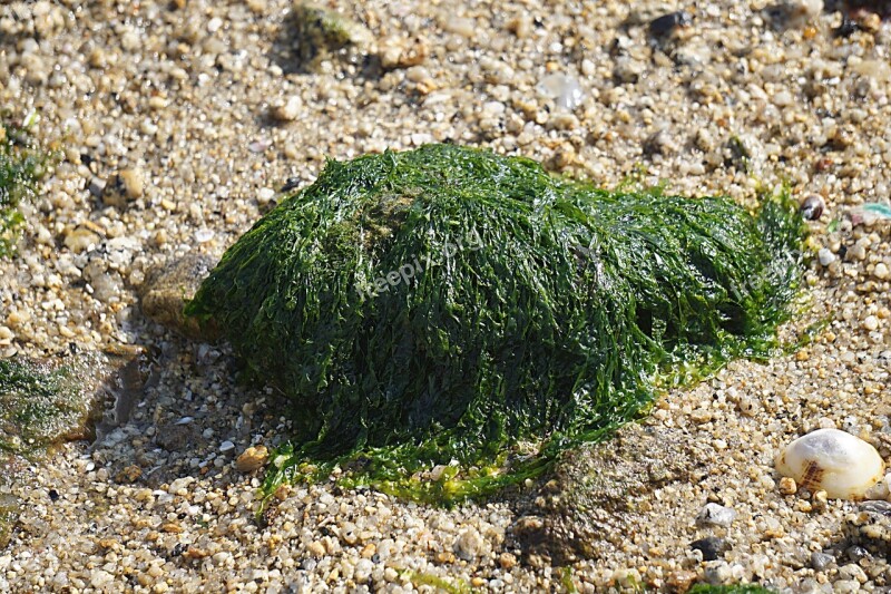 Algae Marine Sea Plants Ocean