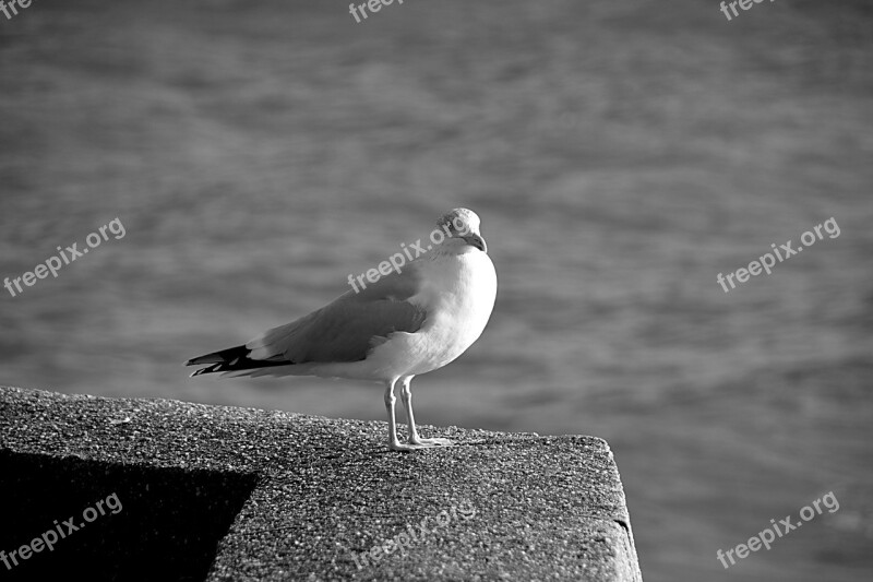 Gull Bird Fauna Animal Black And White