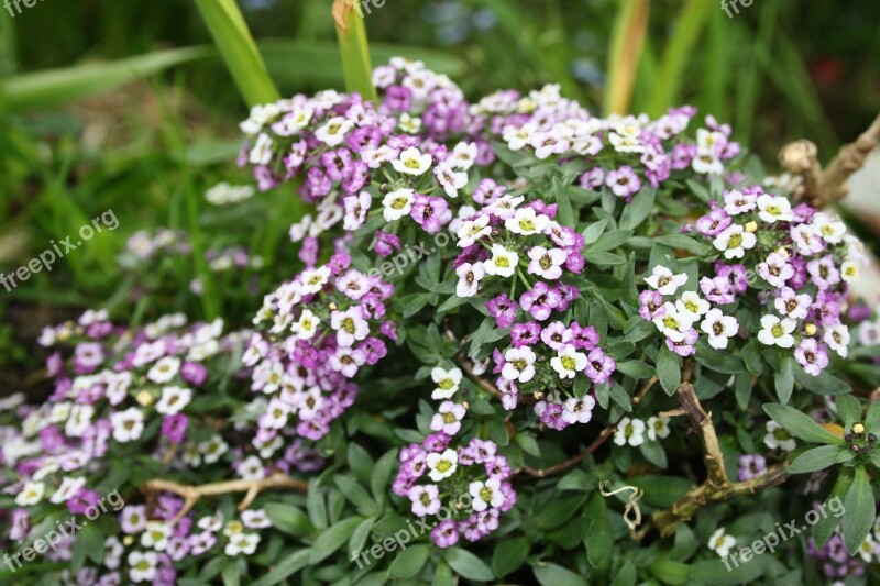 Alyssum Bedding Plant Border Plant Gardening Free Photos