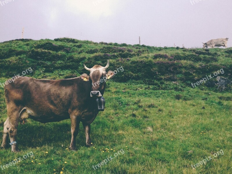 Cow Heifer Cowbell Pasture Animal