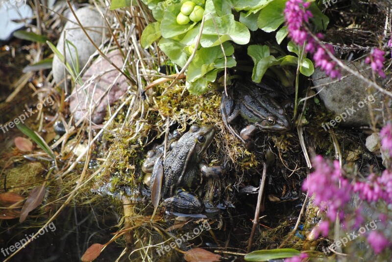 Frog Spring Frogs In The Pond Frogs Free Photos