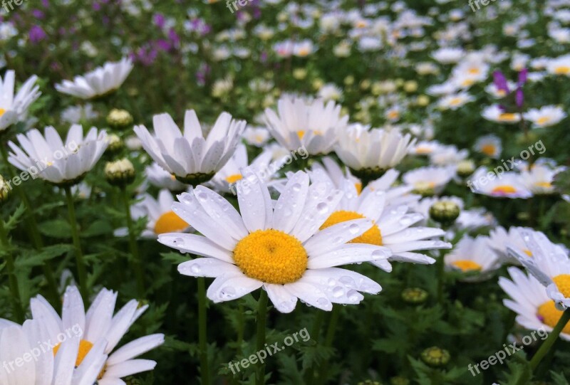 Daisy Rain Drop Of Water Water Margaret