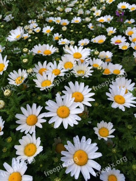 Daisy Rain Drop Of Water Water Margaret