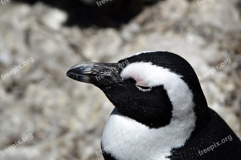 Penguin Bird African Penguin Sleeping Free Photos