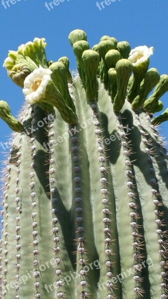 Saguaro Sonoran Desert Cactus Cactus Cactus Flower Saguaro In Bloom