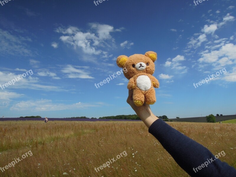 England Uk Field Summer Bear