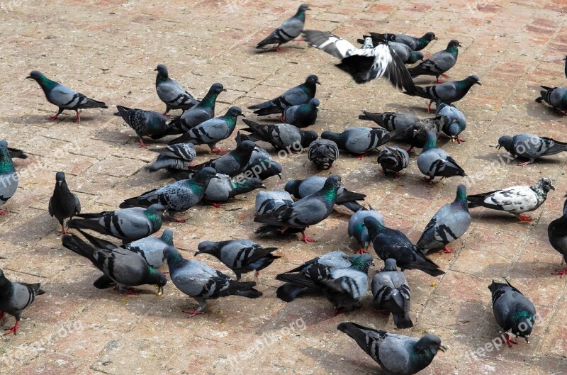 Pigeon Temple Hindu Dove Bird