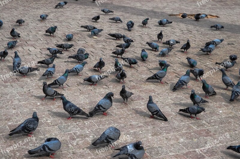 Pigeon Temple Hindu Nepal Bird