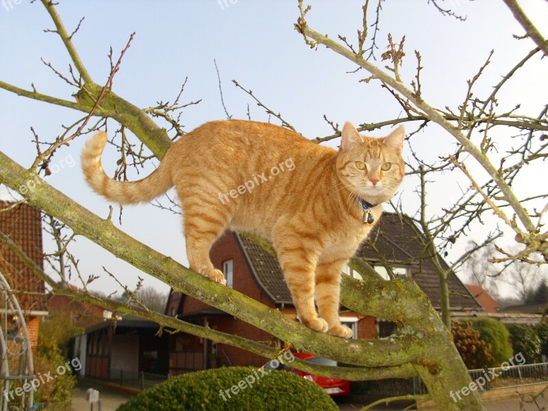 Cat Red Mackerel Tabby Red Cat Climb Tree