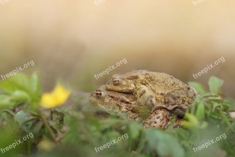 Mating Yellow Green Flower Spring