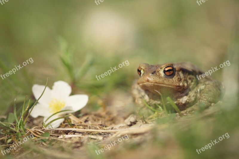 Frog Male Toad Spring Nature