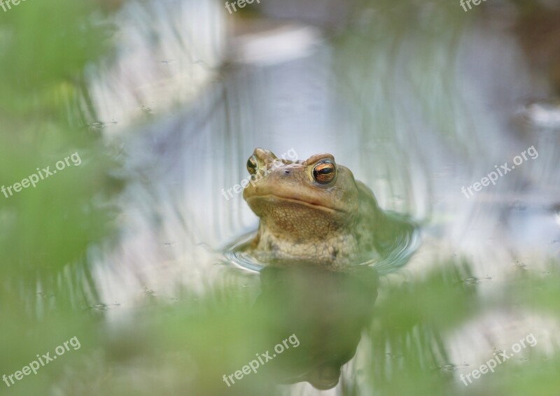 Groom Male Pool Stream Water