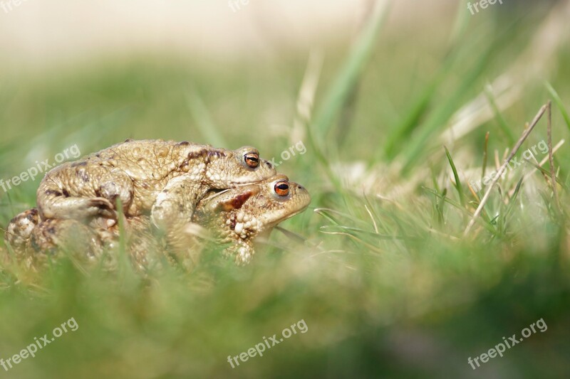 Frog Toad Mating Green Grass