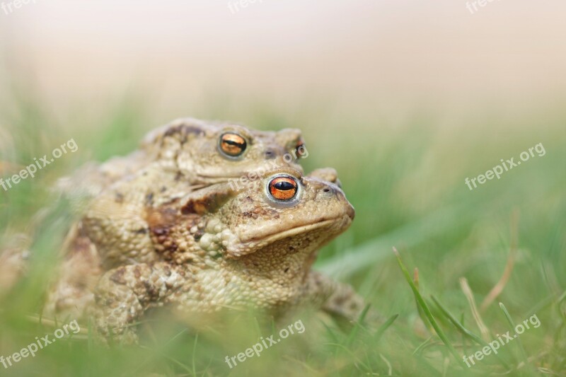 Mating Frog Toad Nature Love