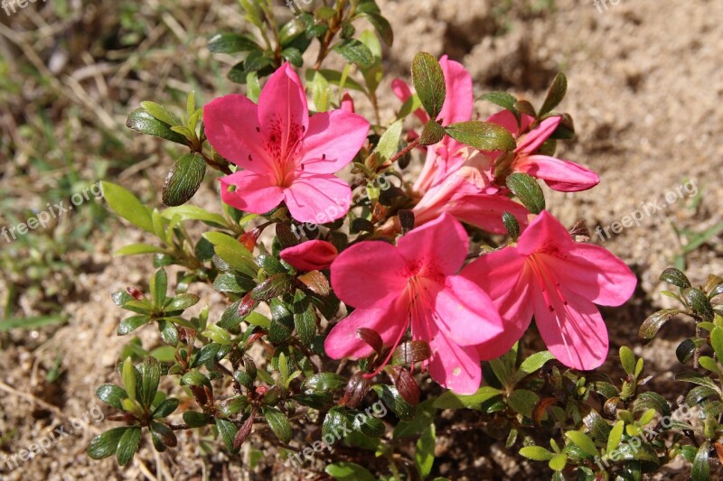 Azalea Azalea Flowers Spring Nature Plants