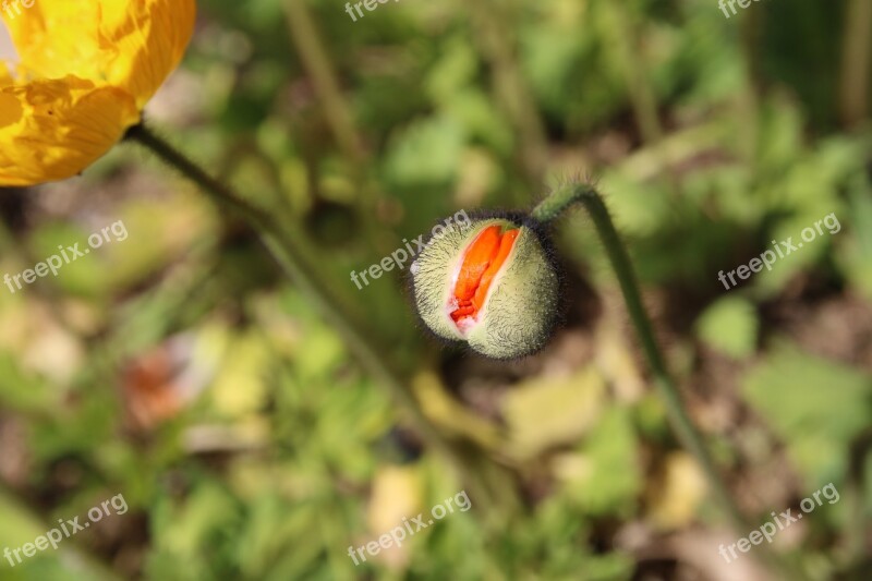 Poppy Yanggwibikkot Spring Nature Plants