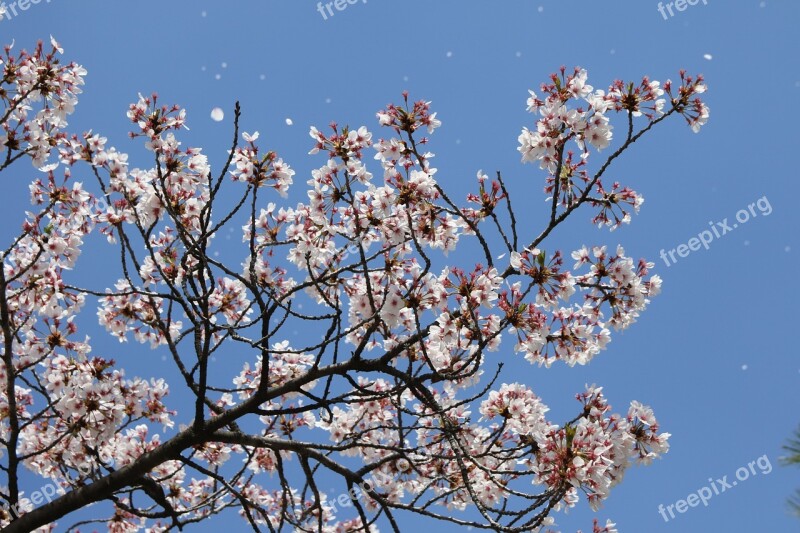 Cherry Blossom April Spring Flowers Nature