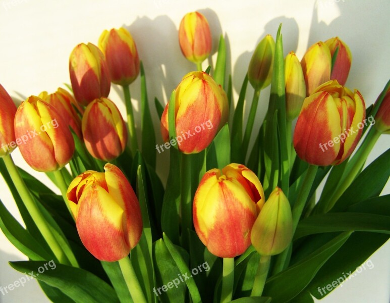 Tulip Bouquet Cut Flower Spring Flower Free Photos