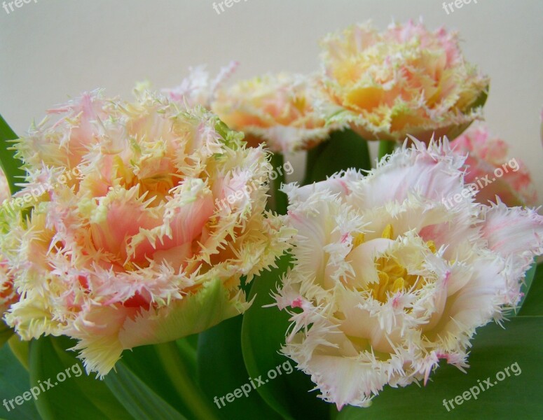 Tulip Bouquet Cut Flower Spring Flower Free Photos