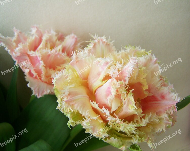 Tulip Bouquet Cut Flower Spring Flower Free Photos