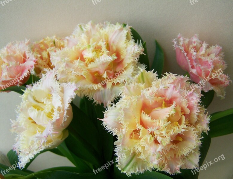 Tulip Bouquet Cut Flower Spring Flower Free Photos