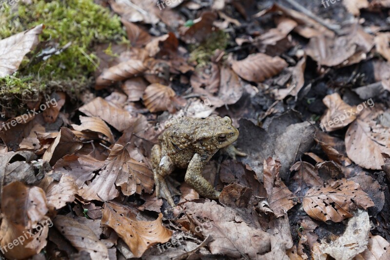 Frog Leaves Nature Leaf Animal