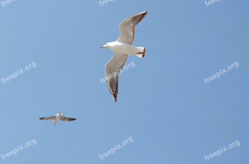 Seagull Sky Kunming Fly Free Photos