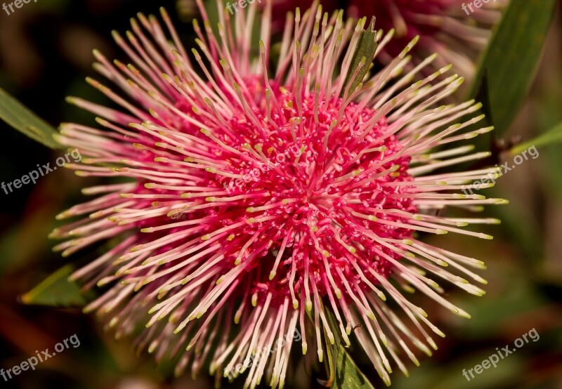 Pin Cushion Hakea Hakea Laurina Flower Australian Native