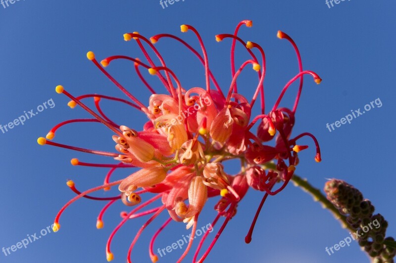 Grevillea Flower Australian Native Pink