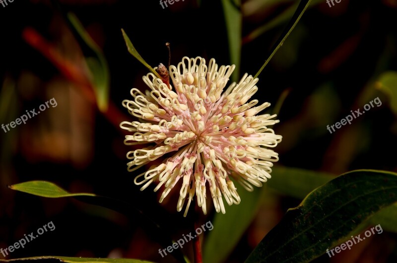 Pin Cushion Hakea Hakea Laurina Flower Australian Native