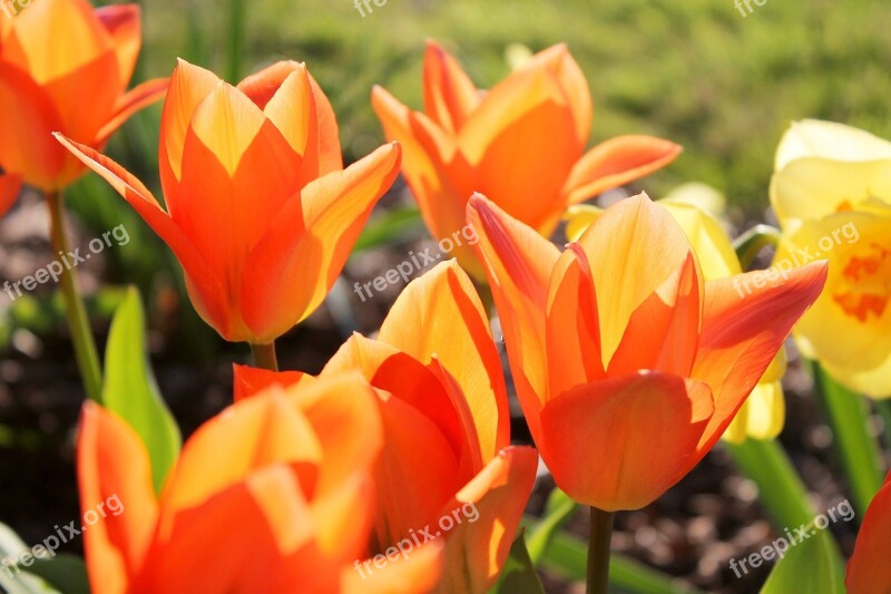 Tulips Orange Spring Bloom Blooming