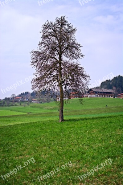 Tree Individually Nature Landscape Bavaria