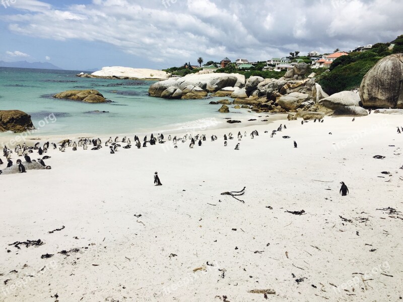 Penguins South Africa Bay Boulders Beach Sand