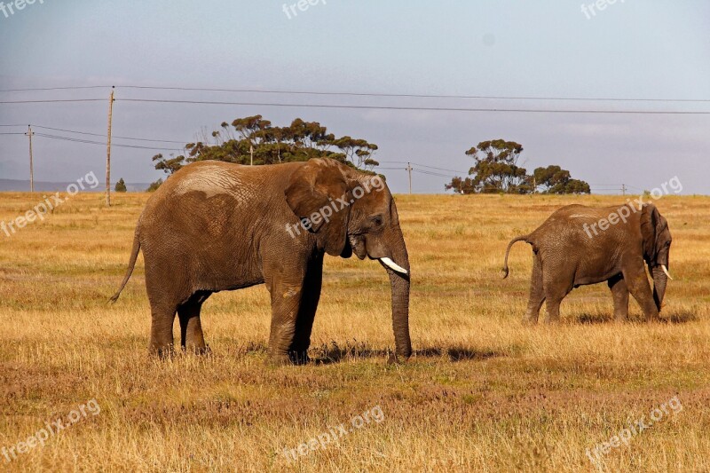 Elephant Safari Africa African Bush Elephant Pachyderm