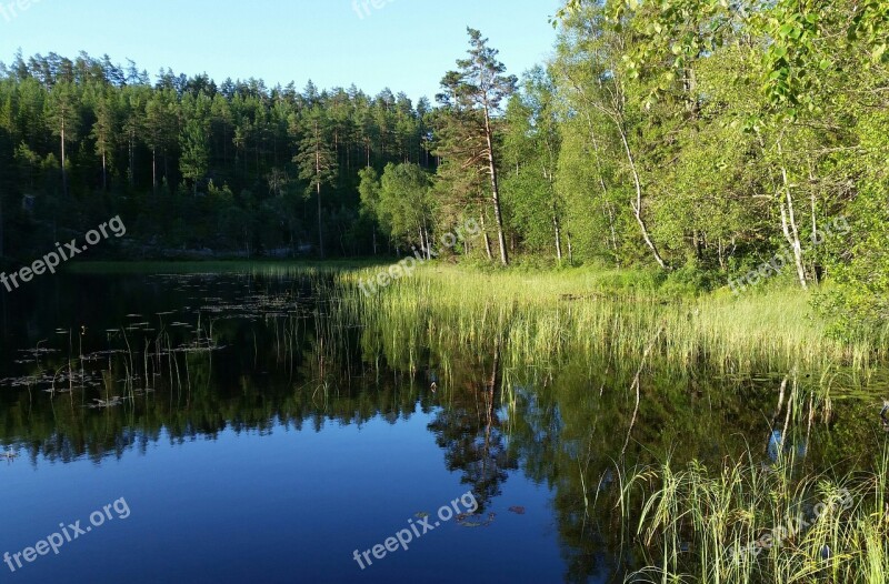 Tarn Forest Summer Water Lake