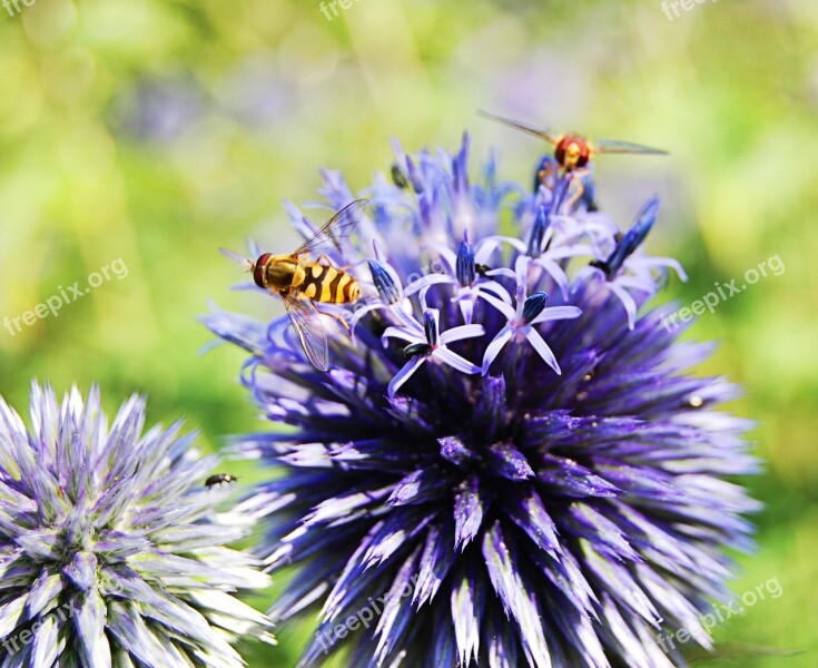 Flies Flower Insect Nature Animals