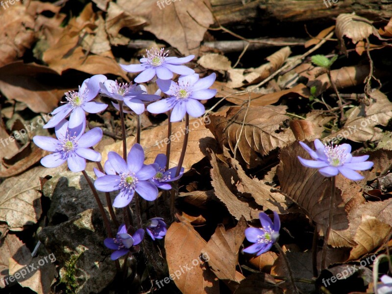 Spring Przylaszczki Flowers Forest Foliage