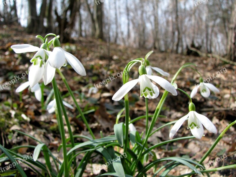 Snowdrops śnieżyczki Spring Forest Flowers