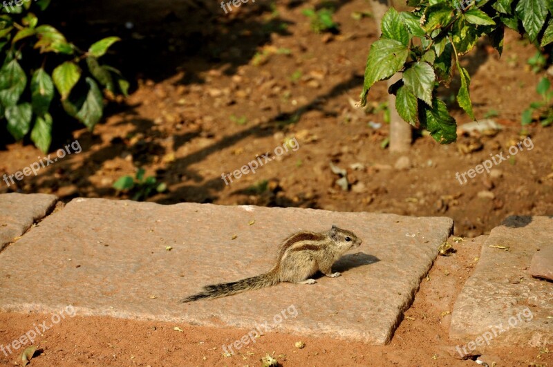 Siberian Chipmunk Rodent Animal Pet India